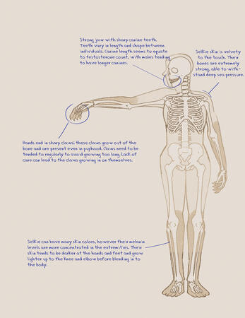 Selkie Body Notes